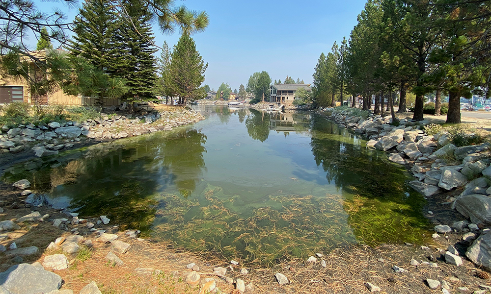 Aquatic invasive weeds and a toxic algal bloom in the Tahoe Keys