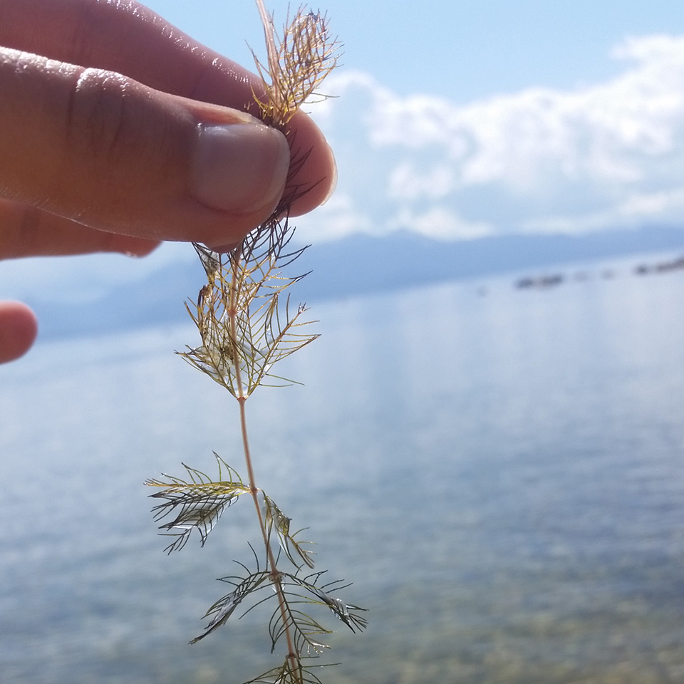 Eurasian watermilfoil