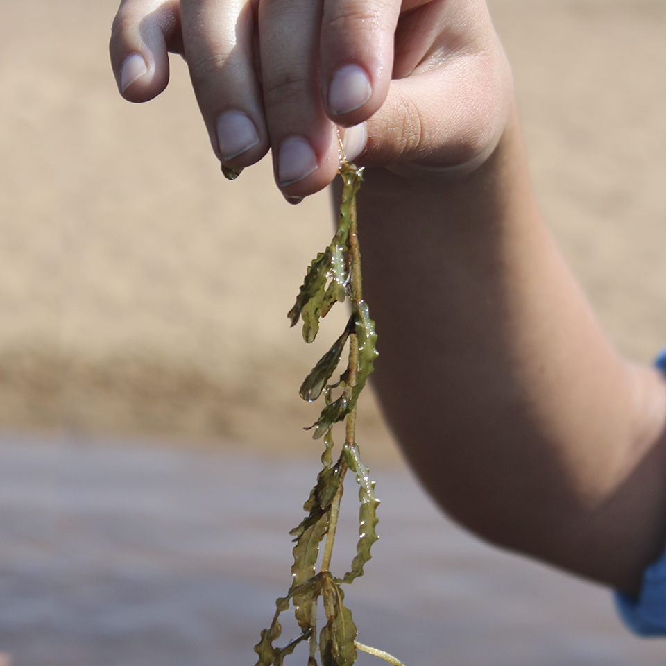 curlyleaf pondweed