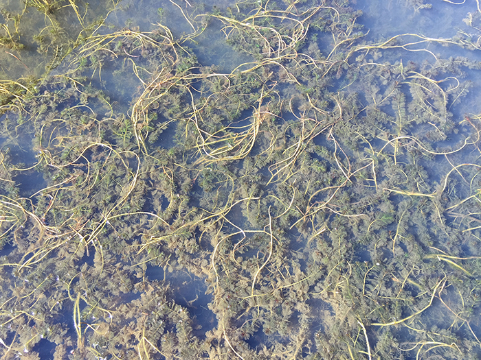 aquatic invasive plants