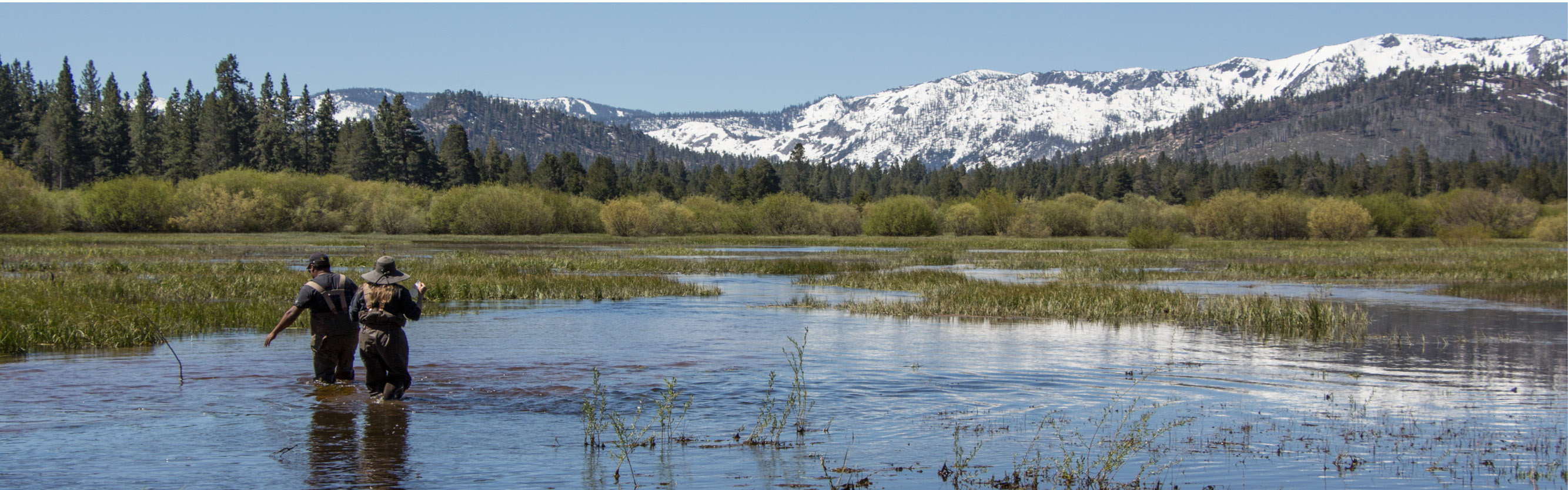 Tahoe Forest Stewardship Days